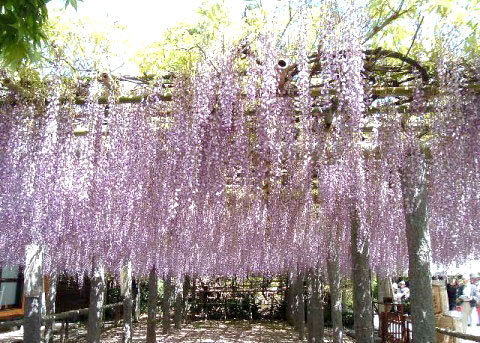 美しく咲き乱れる武蔵寺の藤棚。見ごろは4月下旬～5月初旬。